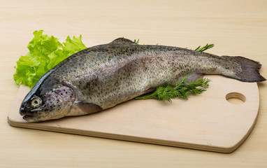 Raw fresh trout