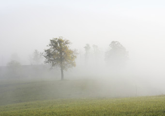 Fototapeta na wymiar Foggy field