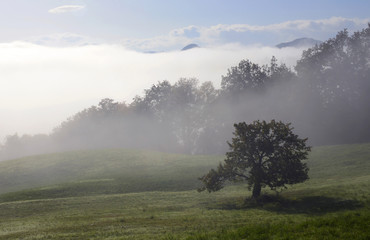 Obraz na płótnie Canvas Foggy field