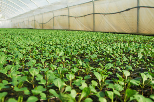 Organic greenhouse