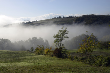 Foggy fields 