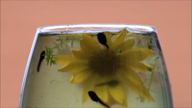 Kaulquappen schwimmen unterwasser und kanbbern an Bl&uuml;ten
 
