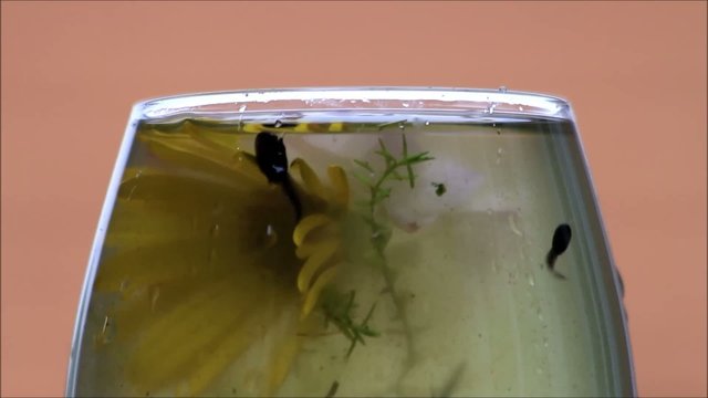Kaulquappen schwimmen unterwasser und kanbbern an Bl&uuml;ten
 