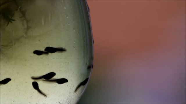 Kaulquappen schwimmen unterwasser und kanbbern an Bl&uuml;ten
 