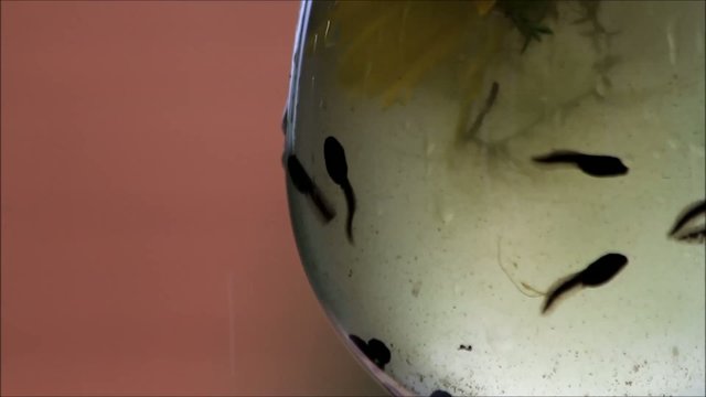 Kaulquappen schwimmen unterwasser und kanbbern an Bl&uuml;ten
 