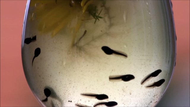 Kaulquappen schwimmen unterwasser und kanbbern an Bl&uuml;ten
 