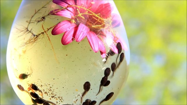 Kaulquappen schwimmen unterwasser und kanbbern an Bl&uuml;ten
 
