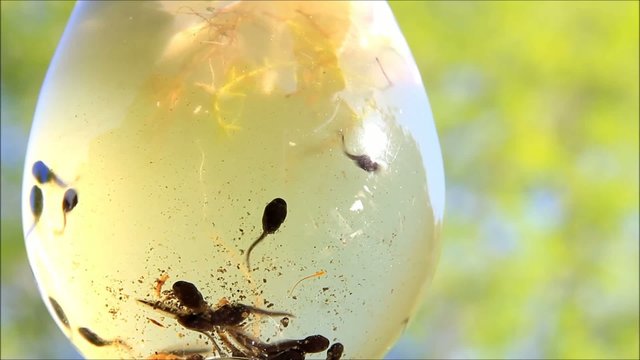 Kaulquappen schwimmen unterwasser und kanbbern an Bl&uuml;ten
 