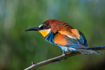 European bee-eater