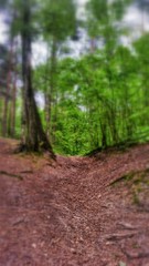 Obraz premium pathway in the forest