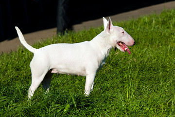 Bull Terrier stands on the grass of the park.