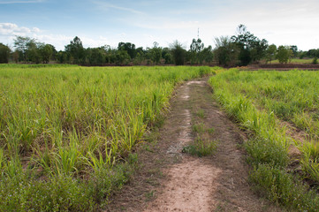 Fototapeta na wymiar Sugarcane field and road with white blue sky