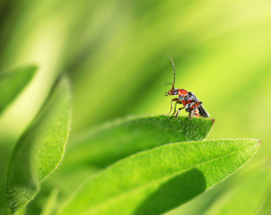 cute bug

