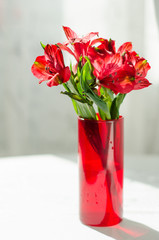 Fototapeta na wymiar bouquet of red alstroemeria in vase on white table