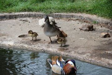 Canard mandarin