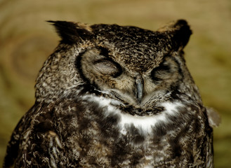 Sleeping Eurasian Eagle Owl