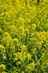 Obraz premium Gelb blühende Heilpflanze - Wildblume - isatis tinctoria L.
