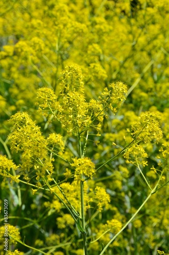 "Gelb blühende Heilpflanze Wildblume isatis tinctoria L
