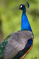Obraz premium Portrait of male peacock