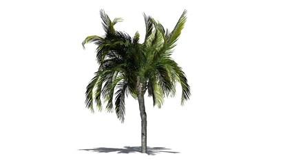 Queen palm tree - isolated on white background