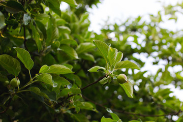 Young apple growing in the garden close up