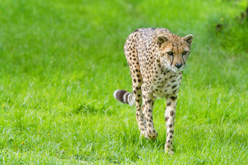 portrait cheetah (Acinonyx jubatus)