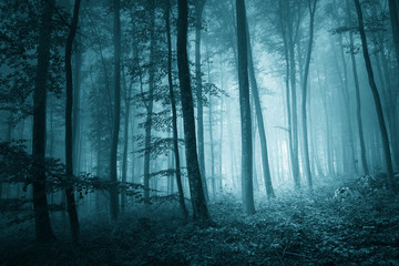 Dreamy mystic blue color foggy forest