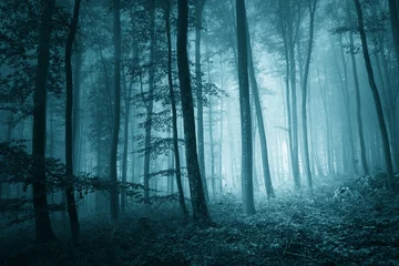 Zelfklevend Fotobehang Dreamy mystic blue color foggy forest © robsonphoto