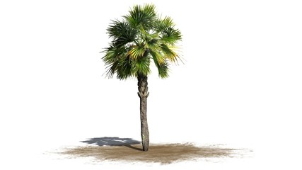 Fototapeta premium Palmetto palm tree - isolated on white background