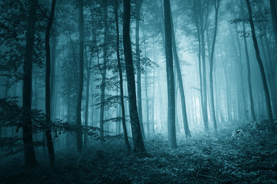 Fototapeta Dreamy mystic blue color foggy forest