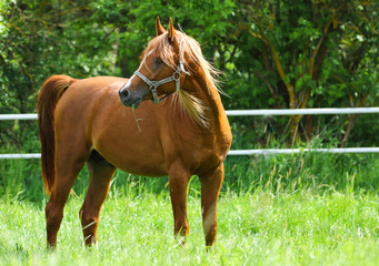 Arabian horse on the pasture