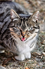 cat crying and meowing