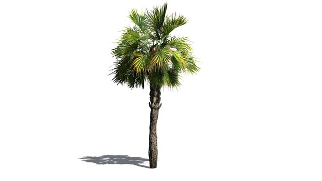 Palmetto palm tree - isolated on white background