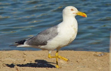 Fototapeta na wymiar Seagull Walking on Beach