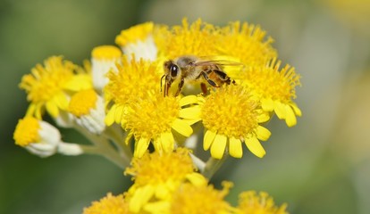 Honey Bee on a Yellow Flower, Nature Abstract