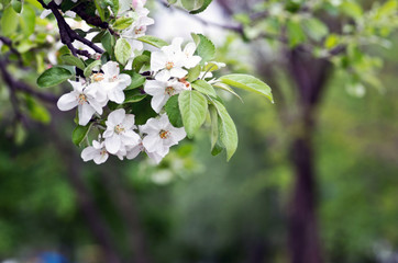 Blooming apple tree; beautiful white blossoms, shallow field