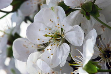 Spring blooming flowers branch