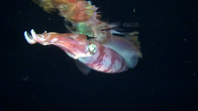 Bigfin reef squid is reflected in the surface of the water.
