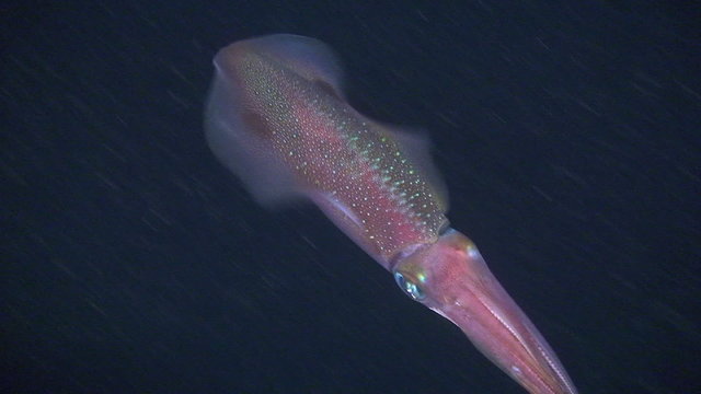 Cephalopod Bigfin reef squid rises to the water column.

