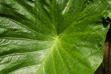 The beauty of nature along the Mai Khao coastline