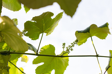 Young grape in spring