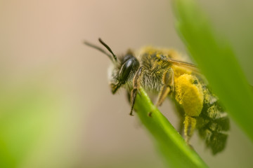 BEE