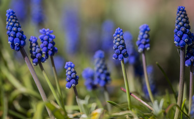 herrliche blaue Blumen