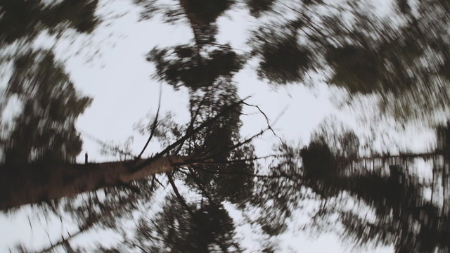  Tree form below the camera turns