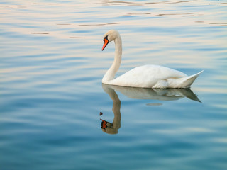 swan swimming on the lake