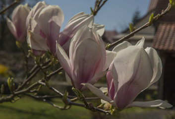weiß-rosa Magnolien