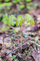 young spring maple tree leaves on green background