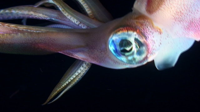 Eye of cephalopod Bigfin reef squid, close-up.
