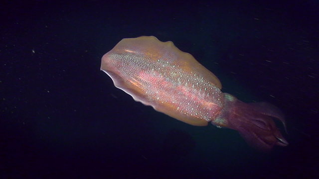 Cephalopod Bigfin reef squid in water column, medium shot.
