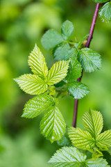 young spring leaves on green background